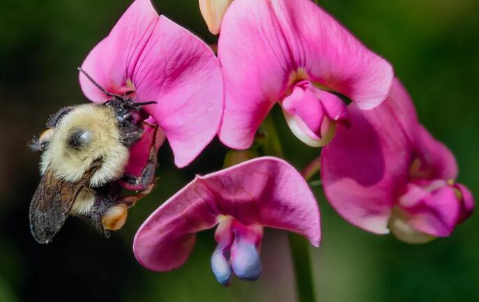 气候变化可能会使大黄蜂灭 